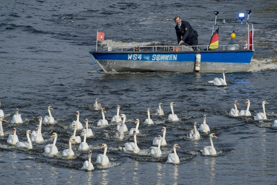 Schwanenvater Olaf Nieß begleitet mit seinem Boot die Alsterschwäne in Richtung Außenalster.