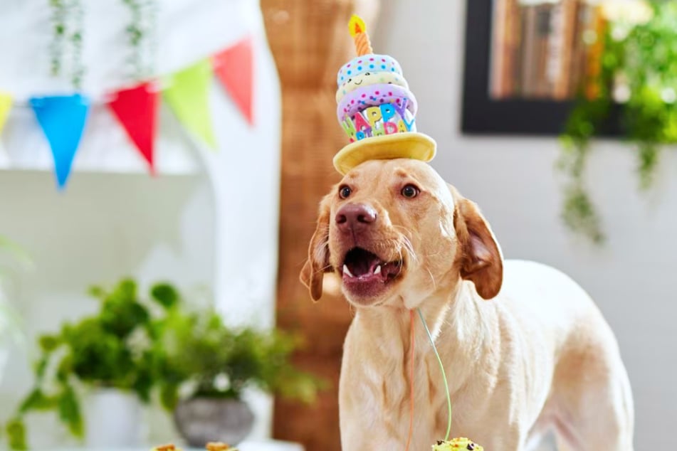 Your furry friends deserve to party with great deals at Chewy this Saturday, October 25