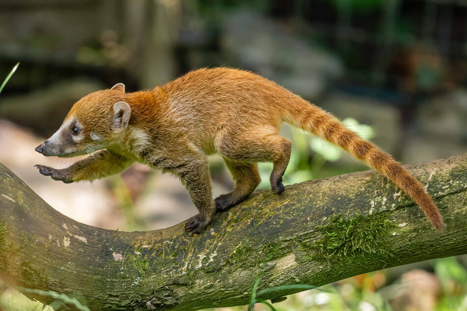 In den kommenden Wochen können Besucher des Kronberger Opel-Zoos die kleinen Kletterkünstler immer öfter hautnah begutachten.