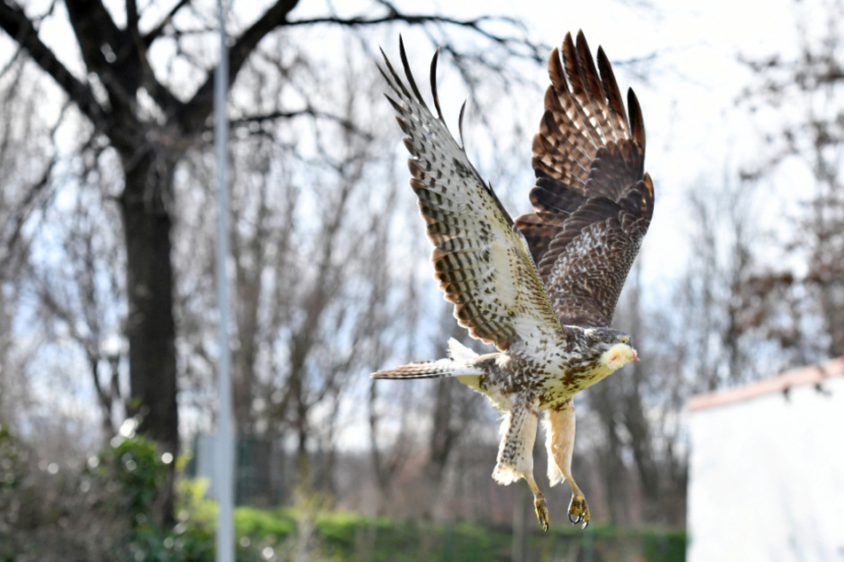 Der einäugige Bussard kommt auch mit Handicap in freier Natur klar, kehrt aber fast täglich zu seinen Rettern zurück.