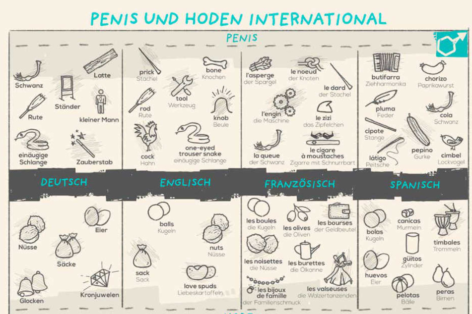 Ständer penis