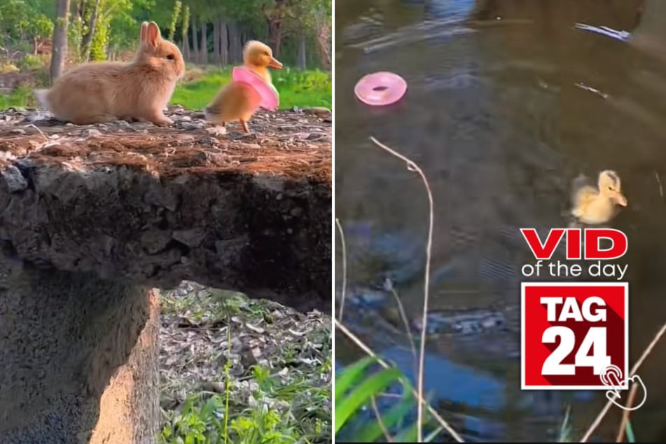 viral videos: Viral Video of the Day for May 8, 2023: Daring duckling takes a plunge!