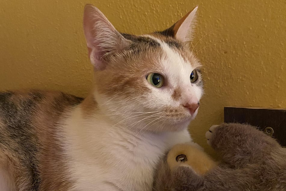 Cariño reaccionó de manera diferente a la esperada con el gatito bebé Butters.