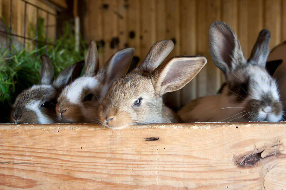 So niedlich! Doch Kaninchen können ihren Haltern schnell über den Kopf wachsen. Vor allem, wenn sie sich ungehindert vermehren können.