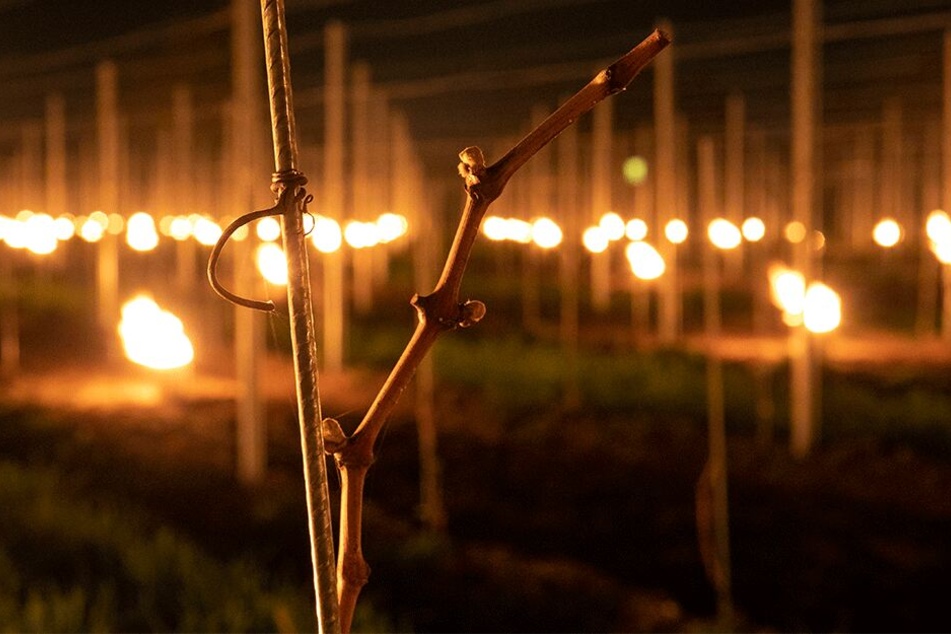 Die gerade erst aufbrechenden Knospen müssen vor dem Nachtfrost geschützt werden.