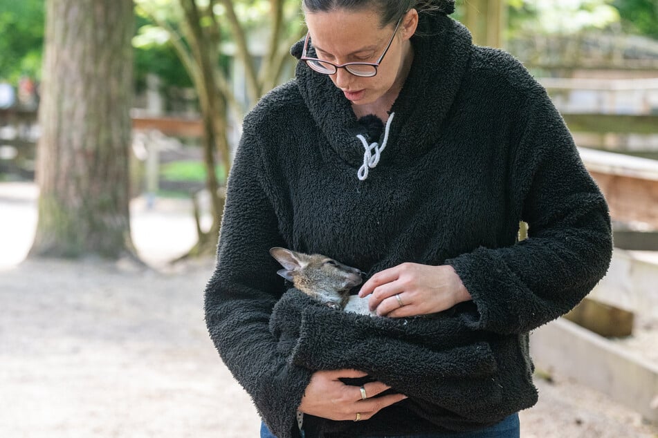 Tierpark-Chefin Nicole Hoffmeister kümmert sich um das verwaiste Känguru-Baby.
