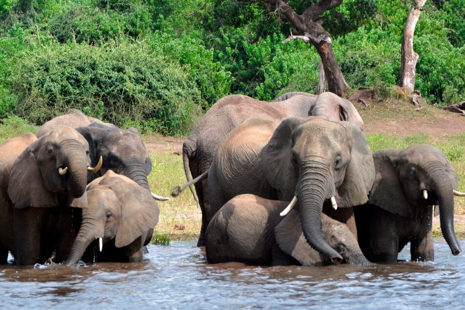 Elefanten brauchen jede Menge Nahrung und Wasser. Die Jumbos werden damit zum Problem für einige afrikanische Staaten.