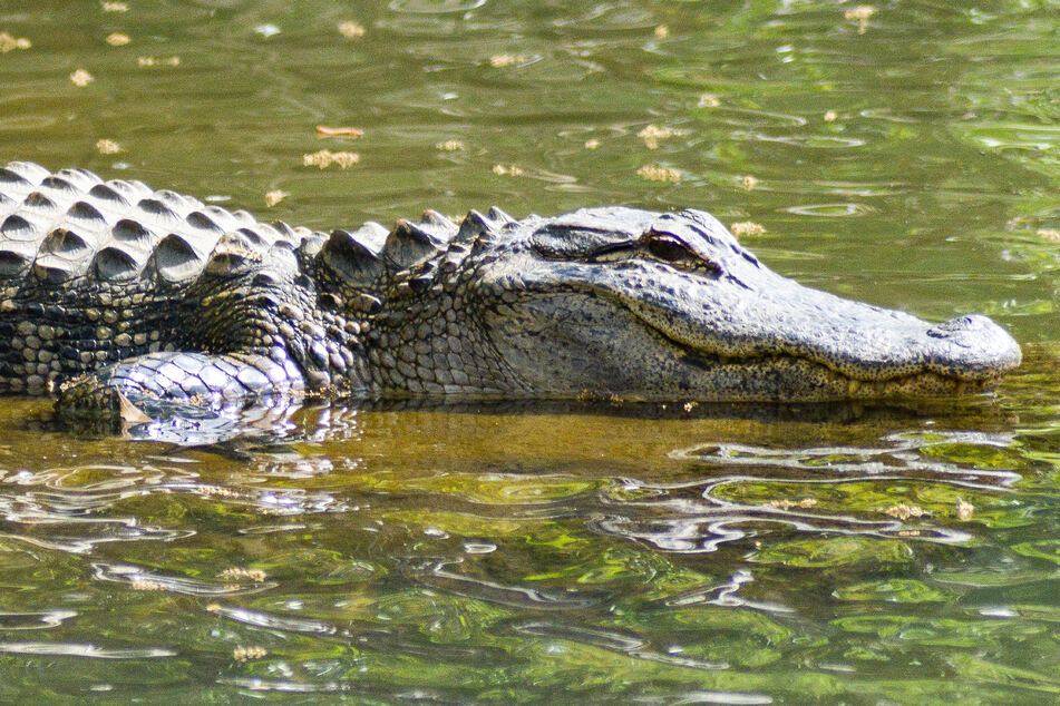 Krokodil-Angriff nicht überlebt: Frau (†25) stirbt beim Wäschewaschen