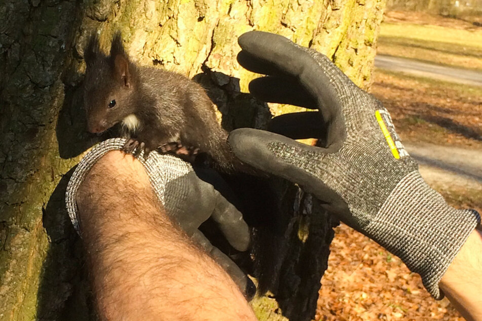Ein Feuerwehrmann hält ein Eichhörnchen-Junges, das aus dem Nest gefallen war.