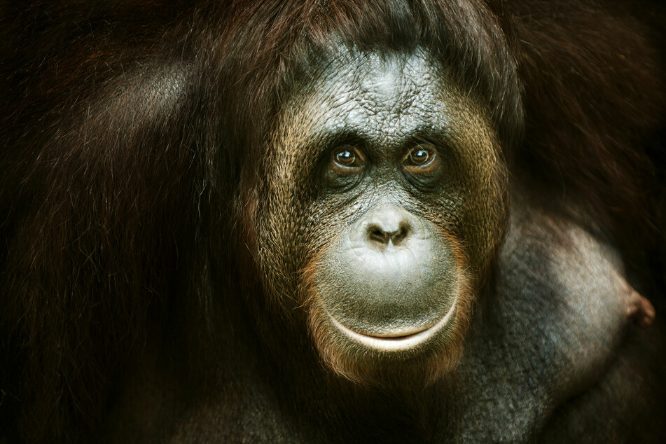 The goal of BOS is to prepare the orangutans to successfully reenter jungle life (stock image).