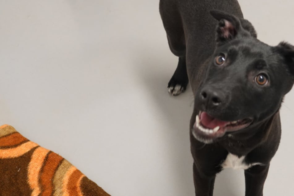 Štěňata uvázaná v pytli nalezena u rybníka: Alma a ostatní přežily jen těsně.