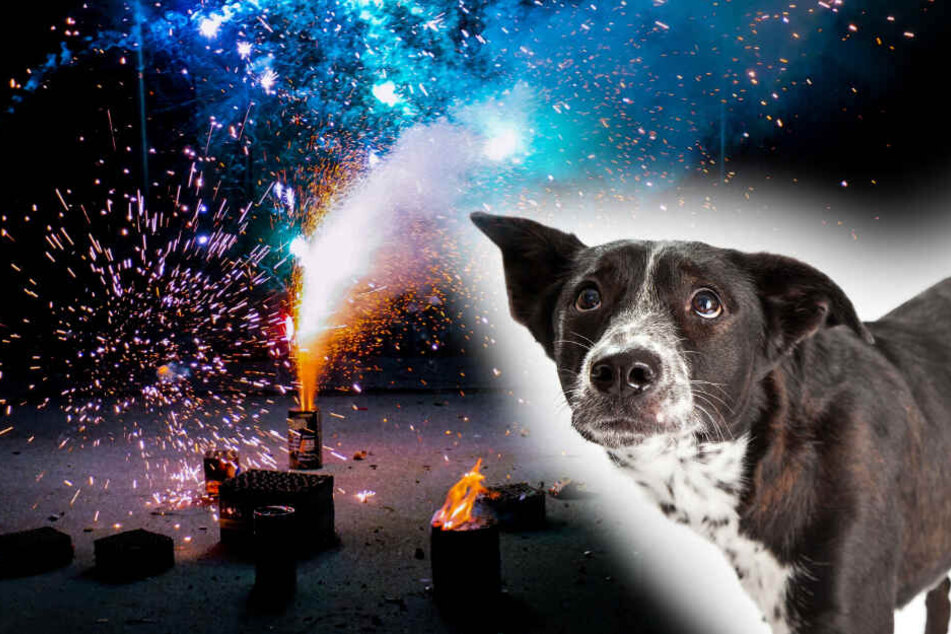 Oft haben Hunde an Silvester sehr viel Angst wegen des Lärms (Montage).