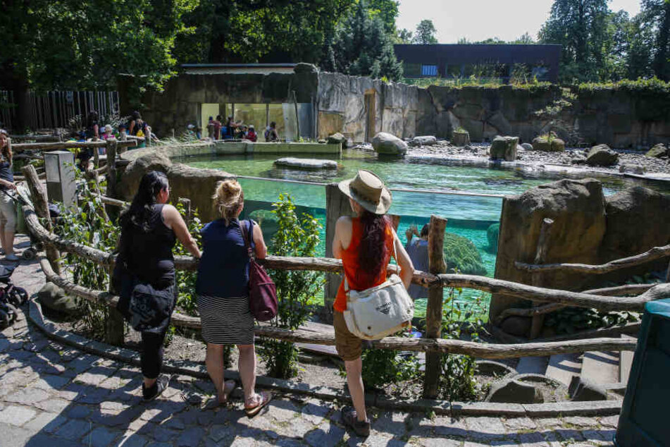Die Pinguine gehören zu den Publikumslieblingen.