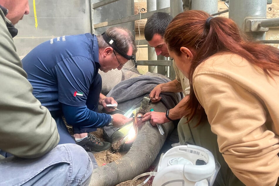 Ein Team aus erfahrenen Tierärzten kümmerte sich um Akitos Stoßzahn.
