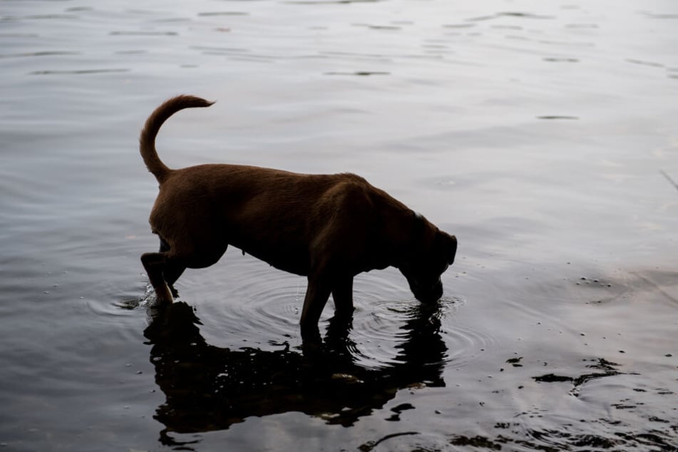 Am Anfang sollte der Hund ganz entspannt am Ufer entlang gehen und das Wasser selbst für sich entdecken.