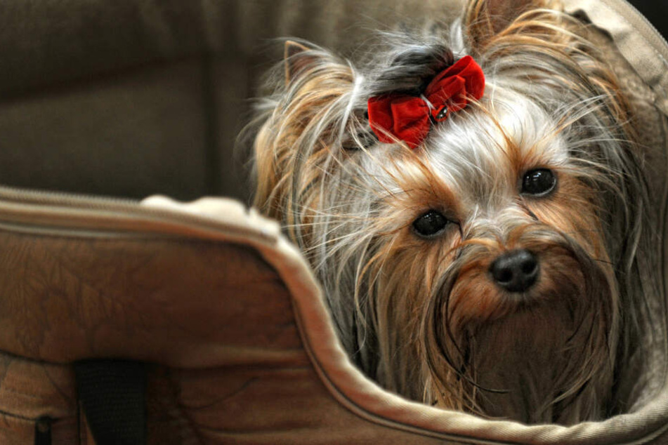 Ein Yorkshire-Terrier wurde offenbar zum Opfer eines Beziehungsstreits. (Symbolbild)