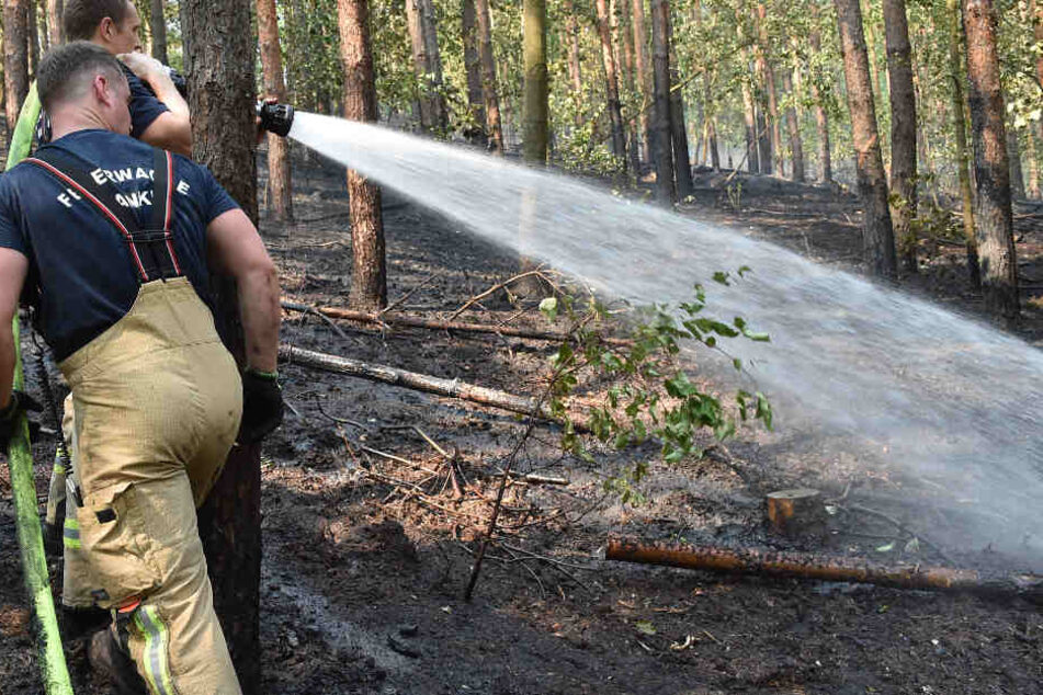 Feuerwehrleute löschen Glutnester im Grunewald. Nach Angaben der Feuerwehr brannten etwa 4.0000 Quadratmeter Waldboden.