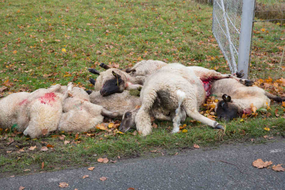 Die getöteten Schafe liegen am Sonntagmorgen neben der Festkoppel.