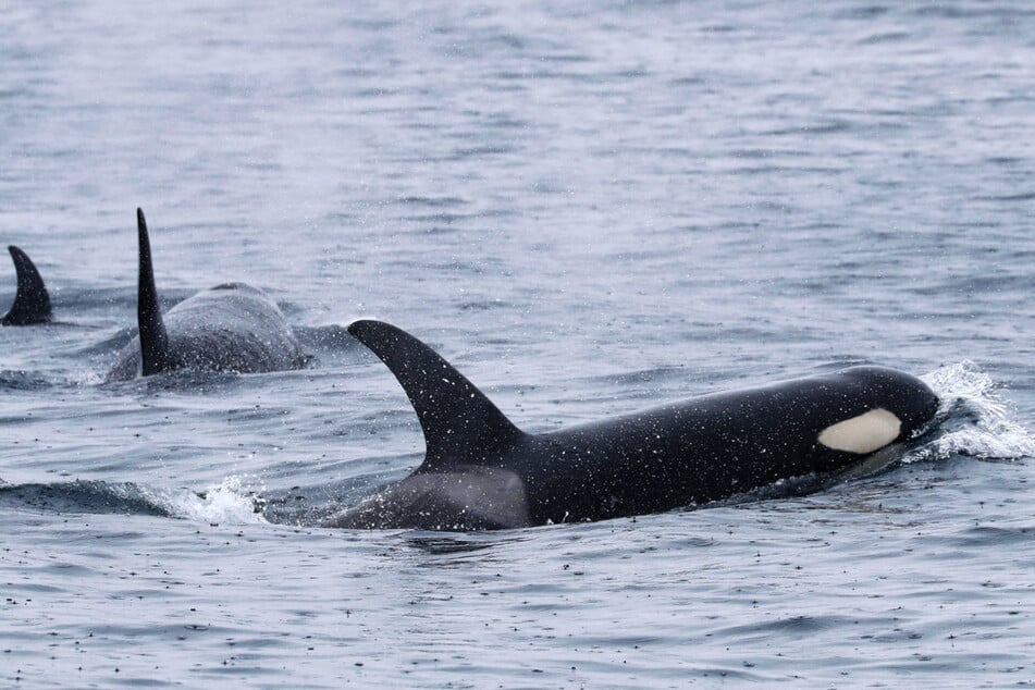 Seit einigen Jahren greifen Orcas immer wieder Boote an. In den meisten Fällen nehmen sie das Ruder ins Visier.