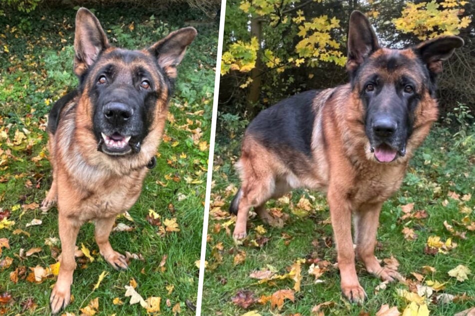 Yacko hofft auf eine baldige Adoption.