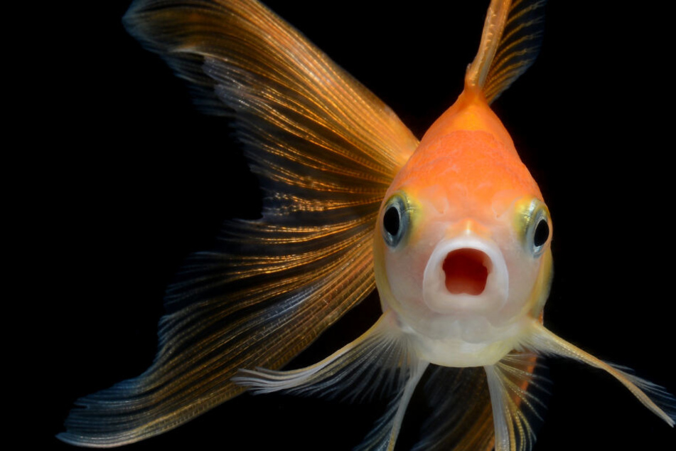 Die Fische in der Natur freizusetzen, ist verboten (Symbolfoto).