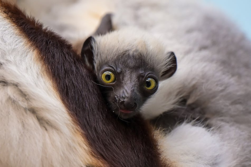 Das Coquerel-Sifaka-Männchen wurde im Kölner Zoo geboren und wird nicht nur von seinen Eltern umsorgt, auch die Pfleger werfen ein besonderes Auge auf das Jungtier.