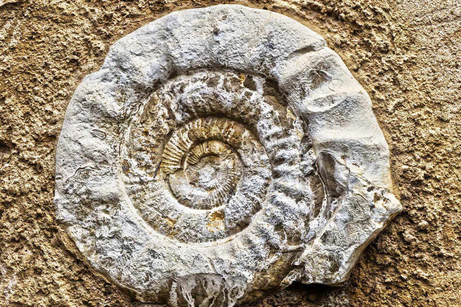 Im Heimat- und Bergbaumuseum Reinsdorf werden längst verborgene Fossilien gesucht.