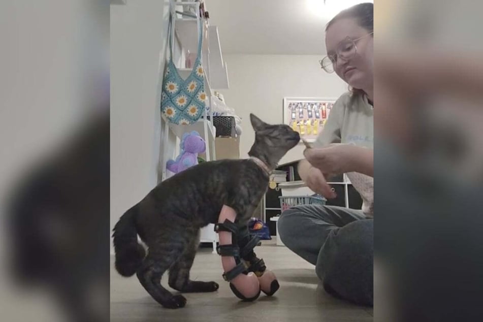 While training with her new walking aids, Athena the cat gets lots of treats as a reward.