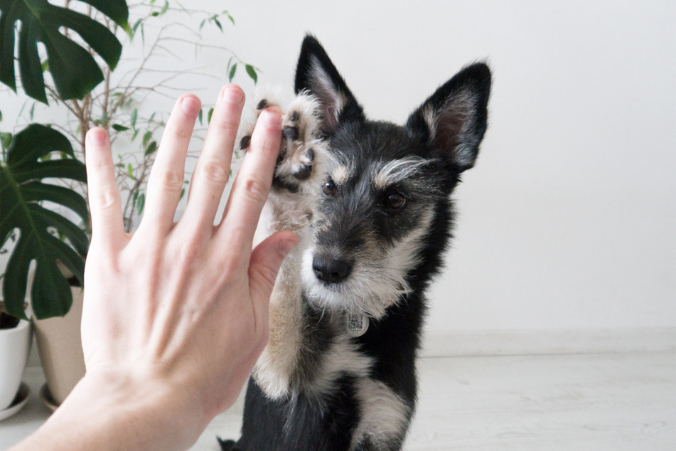 Good job, boy, give me a high five!