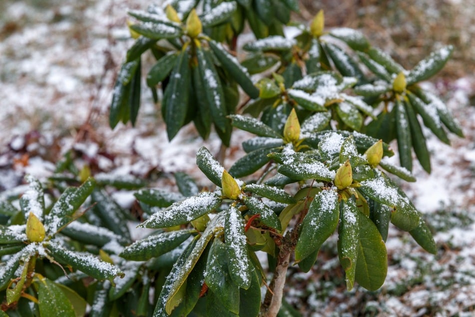 Den Rhododendron sowie andere immergrüne Pflanzen im Garten muss man auch im Winter gießen.