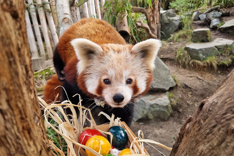 Der Zoo Leipzig hat in der Vergangenheit erfolgreich Rote Pandas gezüchtet und möchte daran anknüpfen.