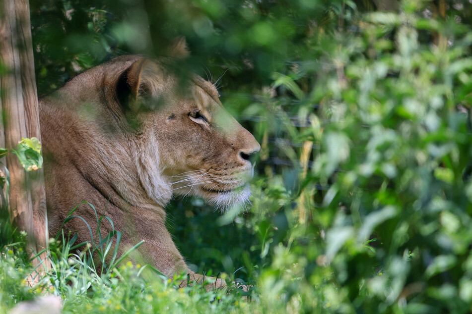 Die Tierschutzorganisation Peta kritisierte indes die grundlegende Haltung von Löwen in Deutschland. Die Tiere würden nur in Zoos gehalten, um Besucherinnen und Besucher anzulocken.