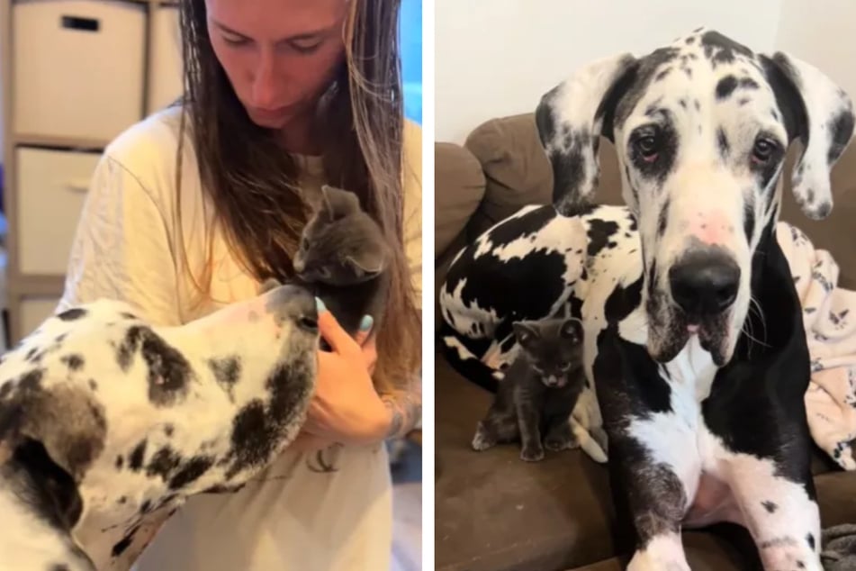 Giant Great Dane has unbelievable reaction to new kitten roommate!