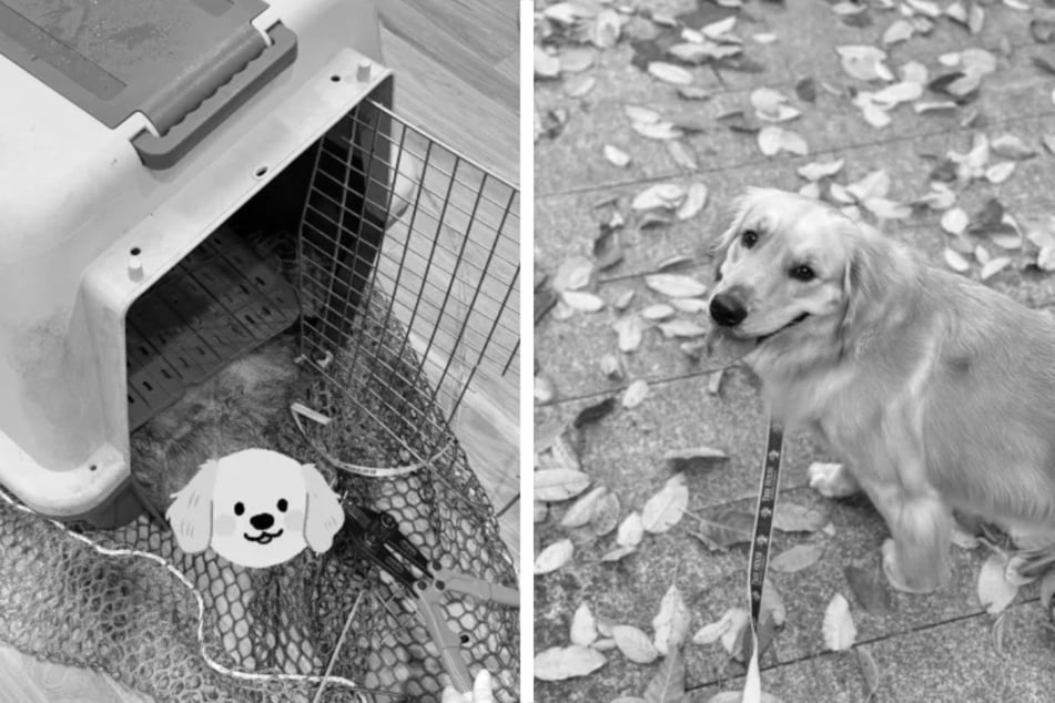 Hund stirbt während Flug im Frachtraum, Besitzerin fassungslos: "Ihr habt mir ihre Leiche zurückgegeben"