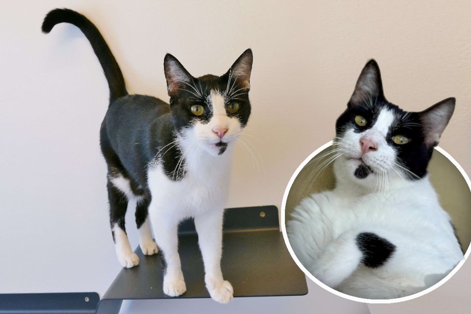Der herzförmige Fleck an seinem Bein spricht Bände: Graf Vampi ist ein sehr liebevoller Kater.