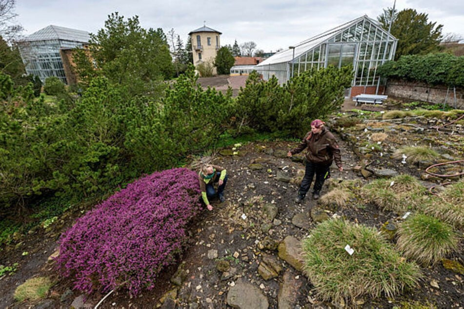 Am Wochenende kann endlich wieder der Botanische Garten in Halle besucht werden.
