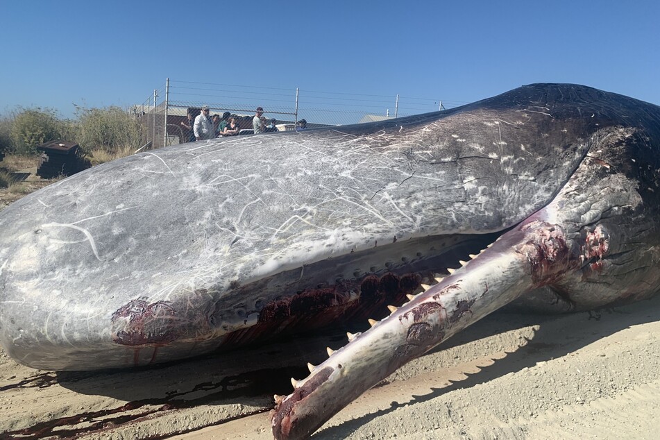 Der lebendige Wal sorgte für in der Nähe eines Strandes für Aufsehen unter den badenden Touristen.