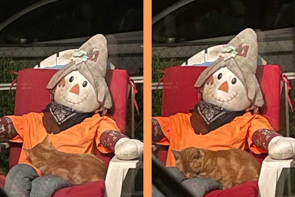 Cat's adorable reaction to scarecrow delights the internet