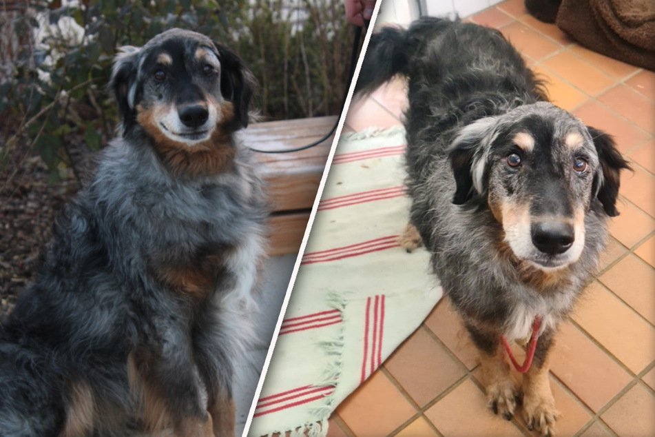 Ein Herz für Hund Oskar: Australian-Shepherd-Mix sucht sein Glück
