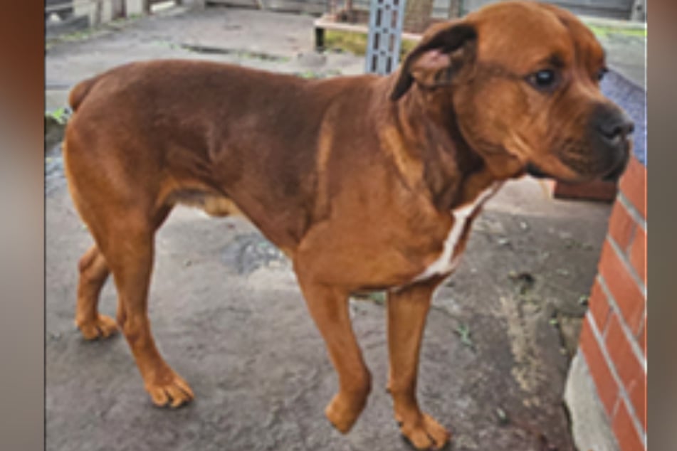 Seine neuen Halter müssen unbedingt alle notwendigen Unterlagen für die Haltung des als Listenhund eingestuften Vierbeiners vorweisen.