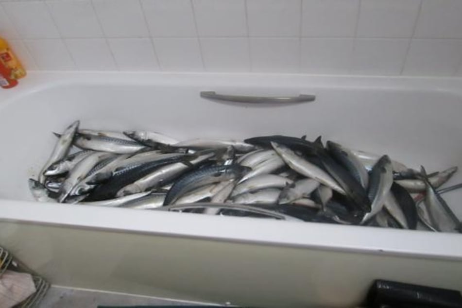 Makrelen aus der Badewanne, direkt neben der heimischen Toilette aufbewahrt.