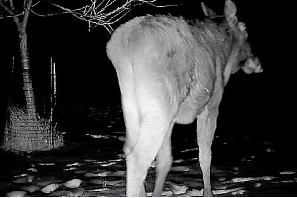 Elwiras womöglicher Liebhaber lief im Februar in eine Wildtierkamera bei Dessau.