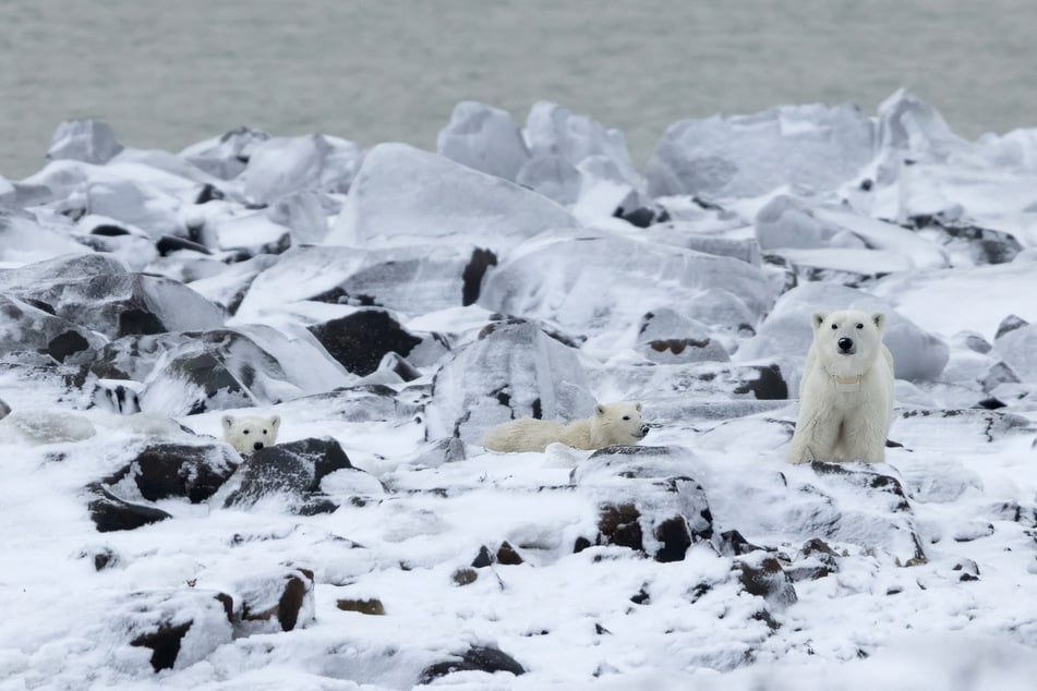 Medvědi žijí v Hudson Bay, také známé jako „hlavní město ledních medvědů“.