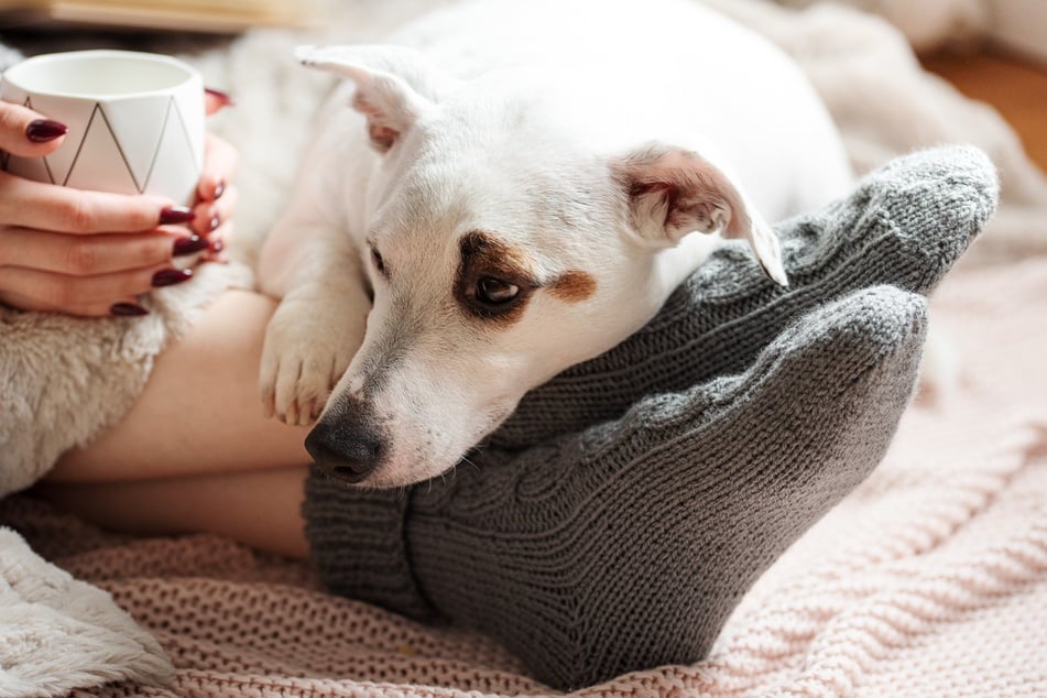 Auf oder zwischen den Füßen ist ein beliebter Hundeplatz. Aber warum?