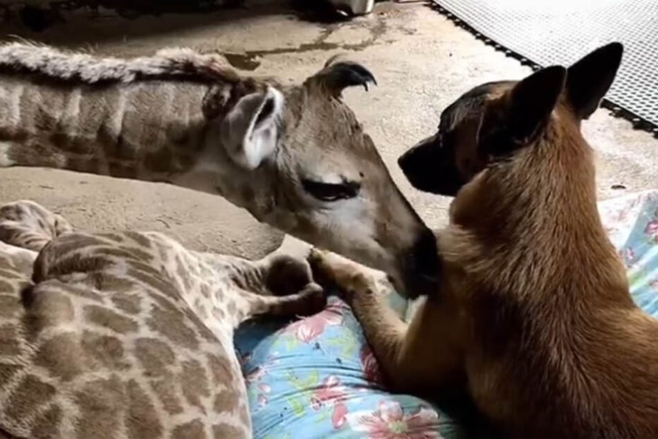 Ziemlich beste Freunde: Das Giraffenbaby und der Wachhund.