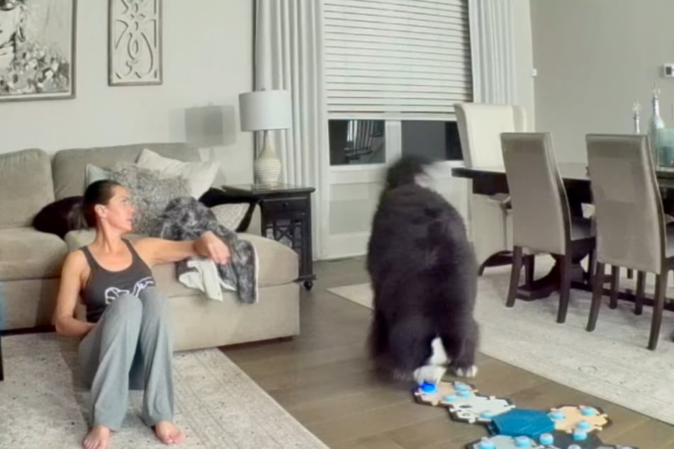 Frauchen Katie (45) will all die Bell-Hilferufe von Rigatoni nicht ernst nehmen. Also drückt er auf seiner Hunde-Kommunikationstastatur einfach das Wort "Katze".