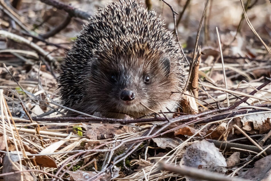 Bei anhaltenden Wärmephasen erwachen Igel und gehen auf Nahrungssuche.