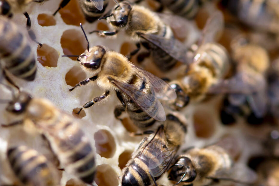 Bienenstöcke und Völker gestohlen: Eine Diebstahlserie hält die Polizei in Bayern auf Trab. (Symbolbild)