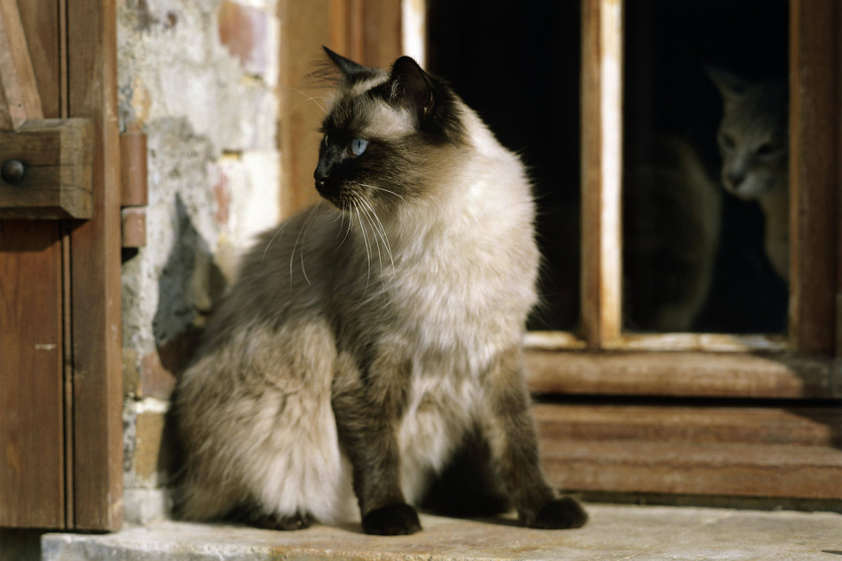 The Balinese cat is one of the world's softest and fluffiest long haired kitties.