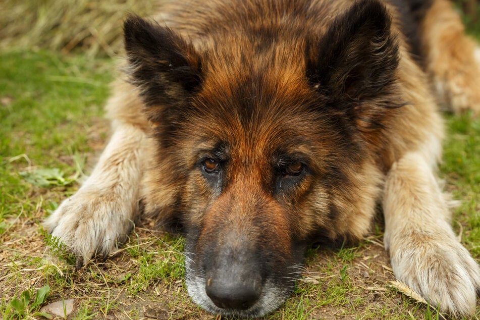 Ein Tierarzt war zur falschen Adresse gefahren und schläferte aus Versehen einen Hund ein, dem es gut ging. (Symbolbild)